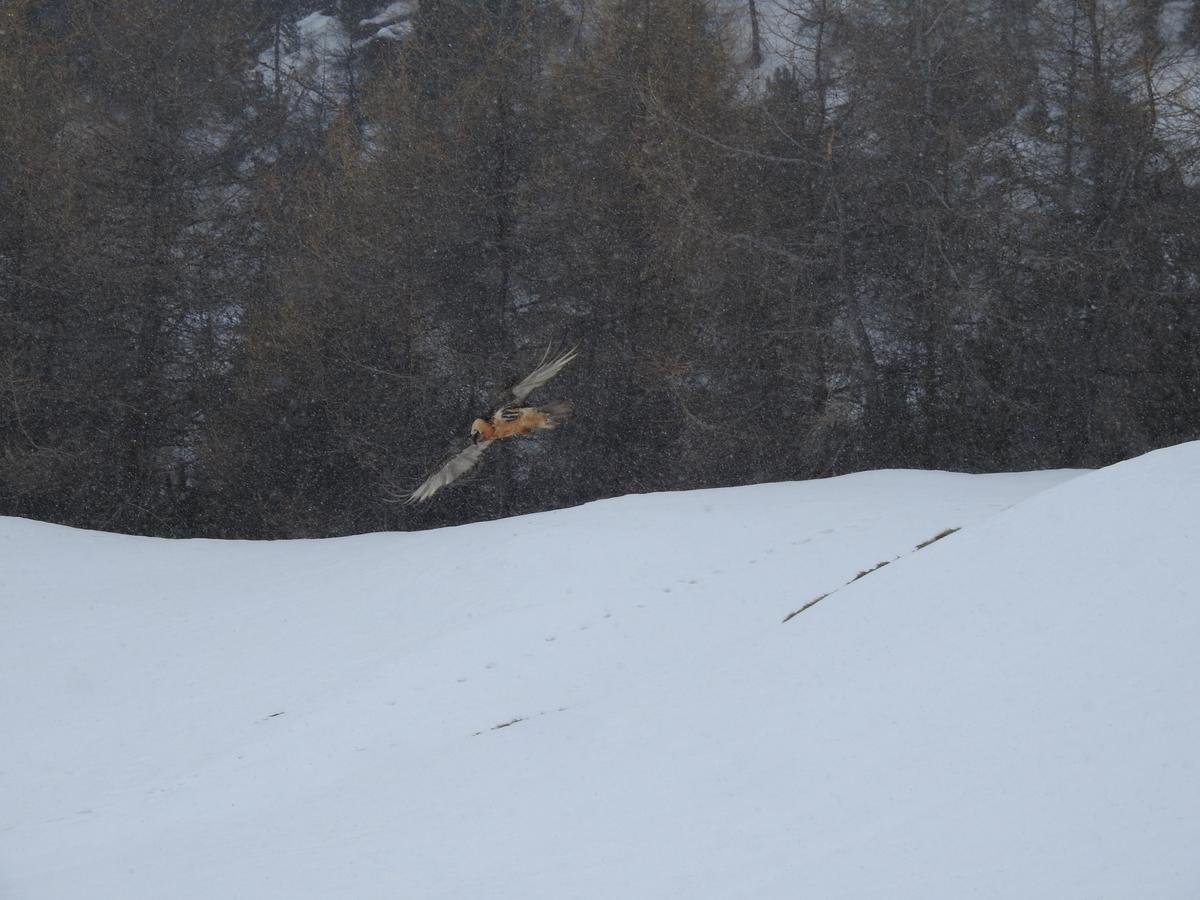 Baita Laura Livigno Exterior foto